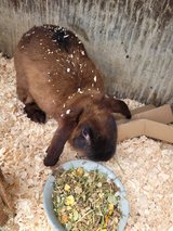 chocolate Belgian Hare rabbits for sale in Wiesbaden, GE