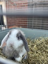 Gorgeous mini lop girl with cage available in Wiesbaden, GE
