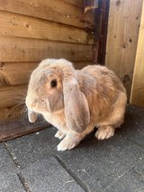 giant french lop girl bunnies ready near me in Wiesbaden, GE
