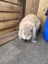 giant french lop rabbits for sale/adoption to pet loving homes in Wiesbaden, GE