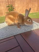 Purebred Cinammon Mini Rex Buck available in Wiesbaden, GE