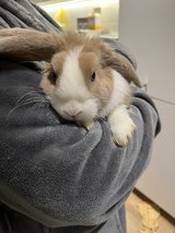 mini lops rabbits for foster rescue near me in Wiesbaden, GE