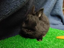 beautiful Netherland Dwarfs for sale in Wiesbaden, GE