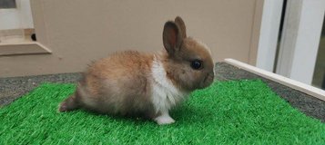 Netherland Dwarfs for sale/adoption to pet loving homes in Wiesbaden, GE