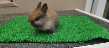 Netherland Dwarfs available in Wiesbaden, GE