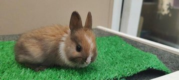 netherlanddwarf  rabbits for sale near me in Wiesbaden, GE