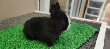Netherland Dwarfs for sale/adoption to pet loving homes in Wiesbaden, GE