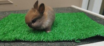 Netherland bunnies available near me in Wiesbaden, GE