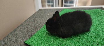 beautiful Netherland Dwarfs for sale/adoption in Wiesbaden, GE