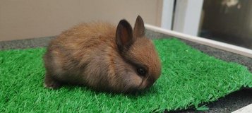 Netherland Dwarfs bun for sale near me only in Wiesbaden, GE