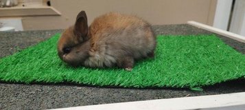 Beautiful Netherland Dwarfs Looking For Home in Wiesbaden, GE