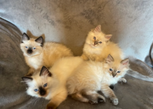 Stunning Ragdoll Kittens GCCF Registered in Ramstein, Germany