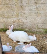 new zealand rabbits for sale in Wiesbaden, GE