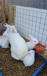 New Zealand white rabbits in Wiesbaden, GE