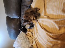 kittens in Fort Polk, Louisiana