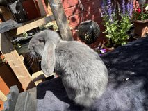 french lop rabbits in Wiesbaden, GE