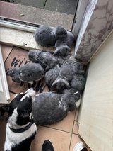French lop rabbit available in Wiesbaden, GE