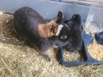 Netherland dwarf kits for sale in Wiesbaden, GE