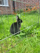 Netherland dwarf Rabbits in Wiesbaden, GE