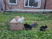 Netherland dwarf bunnies available in Wiesbaden, GE