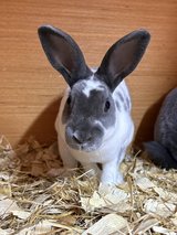 Rex rabbits for sale near me in Wiesbaden, GE
