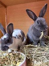 Gorgeous pair of Rex rabbits for sale near me in Wiesbaden, GE