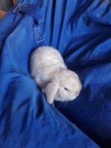 Mini lop babies rabbits foster rescue for sale in Wiesbaden, GE