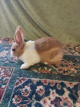 Dutch Rabbit ready to go in Wiesbaden, GE