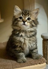 Siberian Forest kitten in Ramstein, Germany