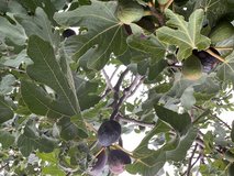 Big figs in Alamogordo, New Mexico