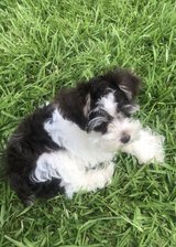 Mini Schnauzer in Fort Polk, Louisiana