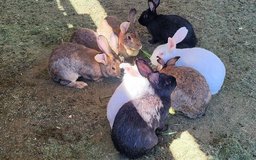 Rabbits in Alamogordo, New Mexico