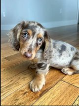 Miniature dachshund puppy in Aviano, IT