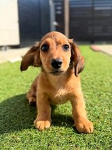 Miniature dachshund puppy in Aviano, IT