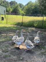 geese in Fort Polk, Louisiana