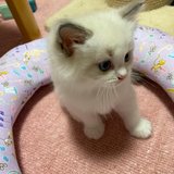 Ragdoll Kitten in Wiesbaden, GE