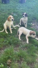 FREE pups in Cadiz, Kentucky