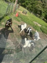 goats needing to find new pasture asap ! in Fort Polk, Louisiana