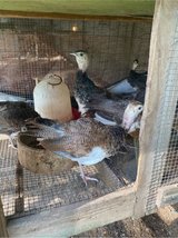 young peacocks in Fort Polk, Louisiana