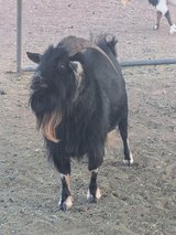 Intact male goats (Tularosa) in Alamogordo, New Mexico