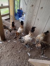 pair of Brabanter  (type of polish chickens ) in Fort Polk, Louisiana