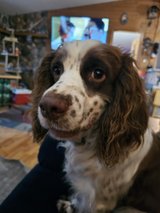 English Springer Spaniel in Fort Leonard Wood, Missouri