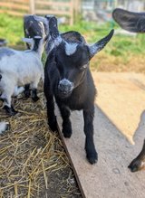 Nigerian Dwarf Goat Kids in Rolla, Missouri