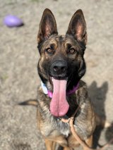 Working Dogs Need Love Too in Travis AFB, California