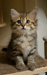 Siberian Forest kitten in Baumholder, GE