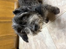 Found Black Older Schnauzer ? in Kingwood, Texas