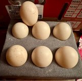 Muscovy eggs in Rolla, Missouri