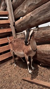 La Mancha Doe Goat in milk in Alamogordo, New Mexico