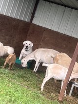 Great Pyrenees mix male in Fort Leonard Wood, Missouri