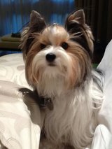 Adorable Yorkies puppies available in Los Angeles, California